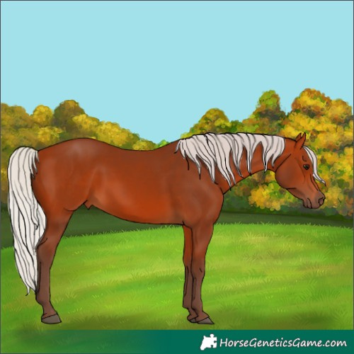 Horse Color:Silver Bay 