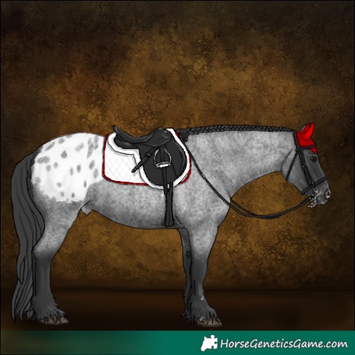 Horse Color:Blue Roan Appaloosa 