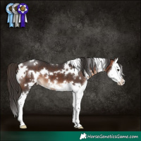 Horse Color:White Spotted Bay Sabino Splash