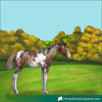 Horse Color:Liver Chestnut Tobiano Frame 