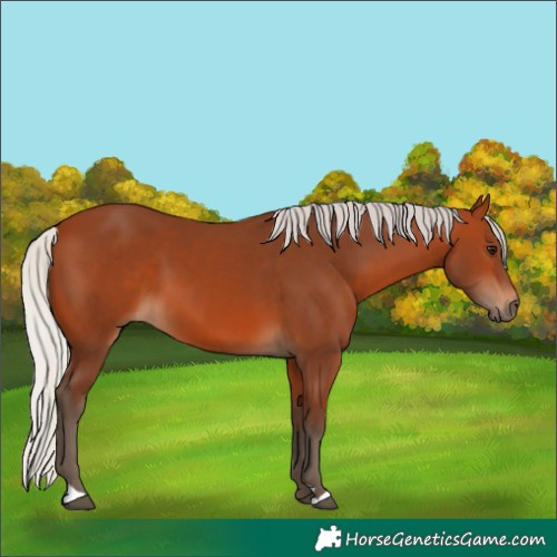 Horse Color:Silver Bay 