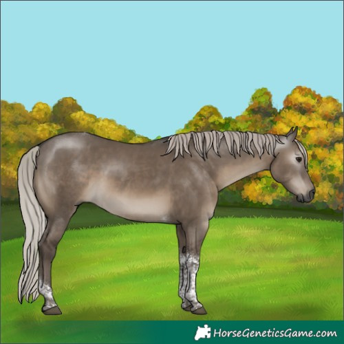 Horse Color:Gray Silver Grullo Tobiano