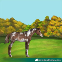 Horse Color:White Spotted Liver Chestnut Frame Rabicano 