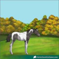 Horse Color:Smoky Black Tobiano Rabicano 