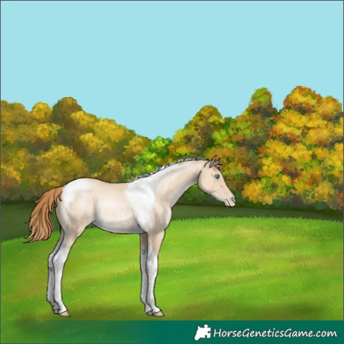 Horse Color:Smoky Grullo Pearl Tobiano Rabicano