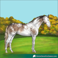 Horse Color:White Spotted Liver Red Dun Rabicano Brindle 