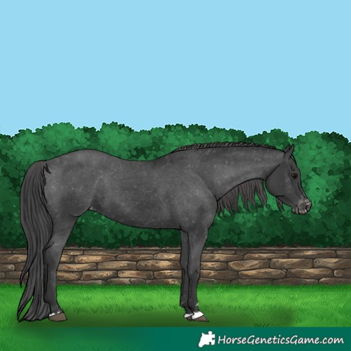 Horse Color:Black Appaloosa 