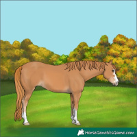 Horse Color:Chestnut 