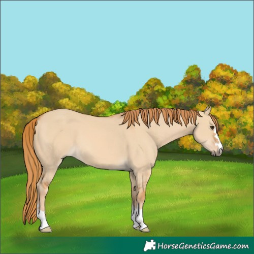 Horse Color:Red Dun 