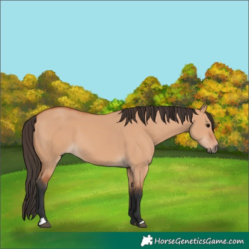 Horse Color:Bay Dun 