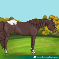 Horse Color:Chocolate Black Appaloosa