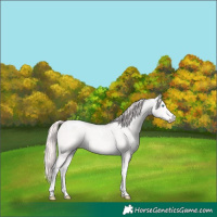 Horse Color:Perlino Tobiano 