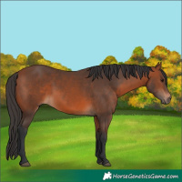 Horse Color:Bay 