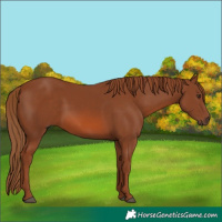 Horse Color:Chestnut 