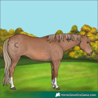 Horse Color:Chestnut Tobiano