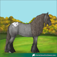 Horse Color:Smoky Blue Roan Appaloosa Rabicano 