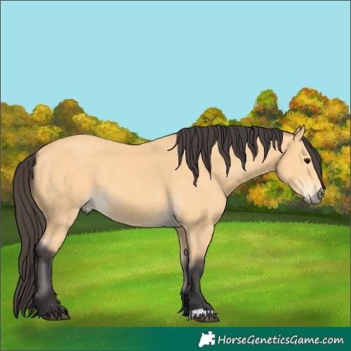 Horse Color:Unknown 