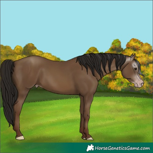 Horse Color:Unknown 