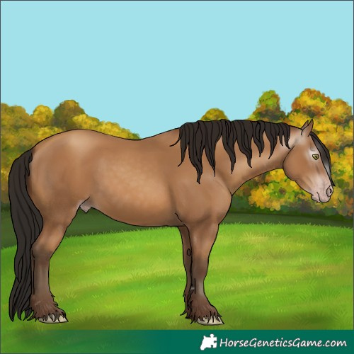 Horse Color:Unknown 