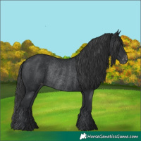 Horse Color:Black Appaloosa Rabicano 