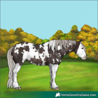 Horse Color:White Spotted Silver Brown Splash Rabicano 