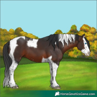 Horse Color:Brown Sabino Splash Tobiano 