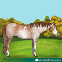 Horse Color:Gray White Spotted Chestnut Pearl 