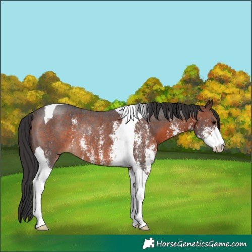 Horse Color:Brown Sabino Tobiano Rabicano 