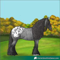 Horse Color:Blue Roan Appaloosa 