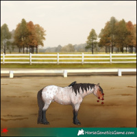 Horse Color:White Spotted Bay Roan Appaloosa