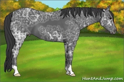 Horse Color:Black Ice