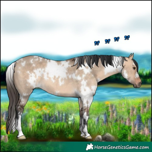 Horse Color:White Spotted Bay Dun