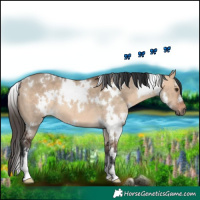 Horse Color:White Spotted Bay Dun