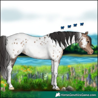 Horse Color:Brown Dun Tobiano Near Leopard 