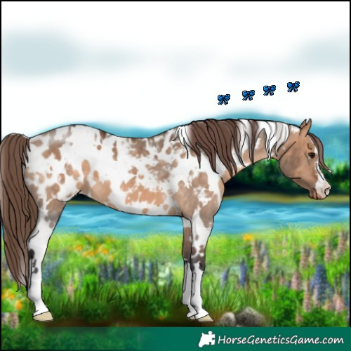 Horse Color:White Spotted Bay Dun Blanket 
