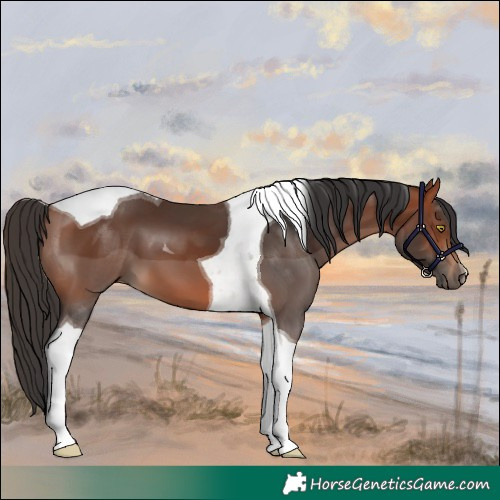 Horse Color:Bay Tobiano