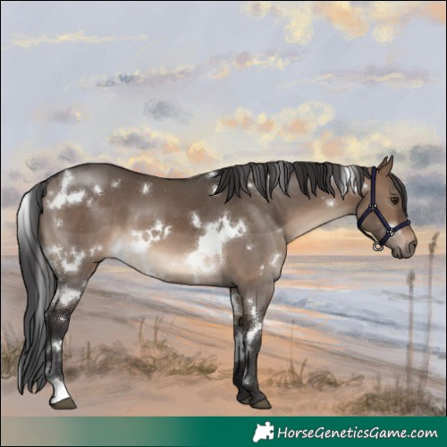 Horse Color:White Spotted Brown Dun 