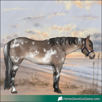 Horse Color:White Spotted Brown Dun 