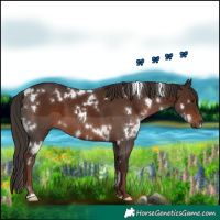 Horse Color:White Spotted Liver Chestnut