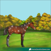 Horse Color:White Spotted Bay Varnish 