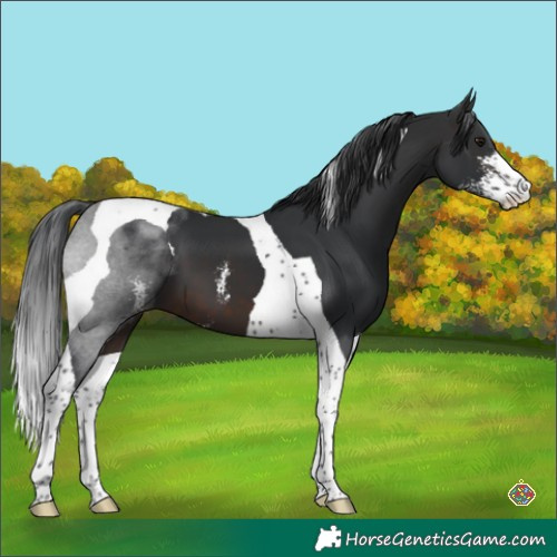 Horse Color:Brown Sabino Tobiano