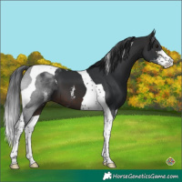 Horse Color:Brown Sabino Tobiano