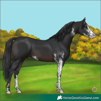 Horse Color:Brown Sabino