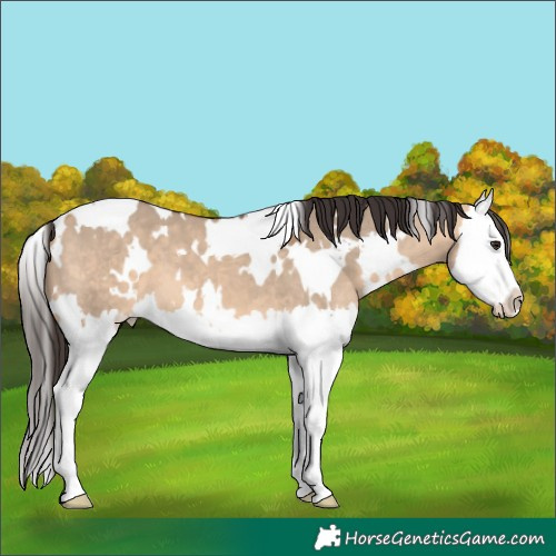 Horse Color:White Spotted Bay Dun Splash
