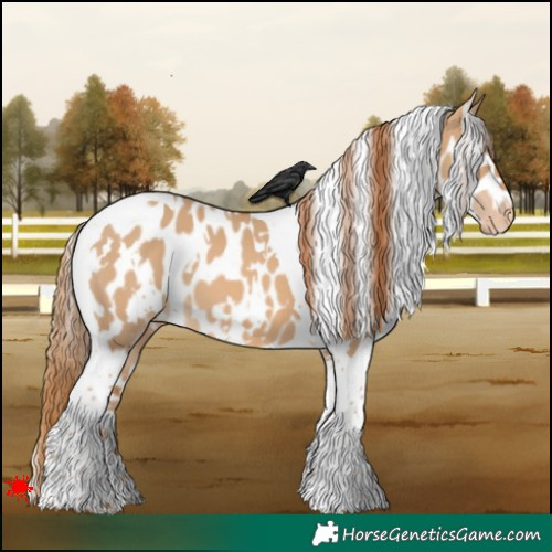 Horse Color:White Spotted Red Dun Tobiano Appaloosa 