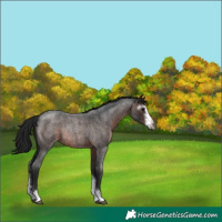 Horse Color:Gray Brown Roan Sabino Rabicano