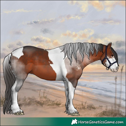 Horse Color:Bay Sabino Tobiano