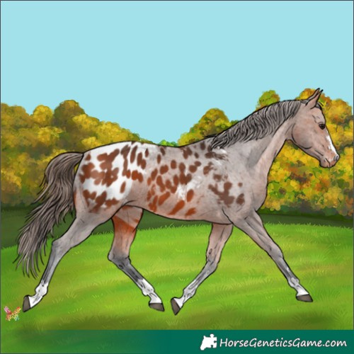 Horse Color:Bay Appaloosa 