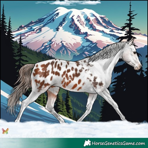 Horse Color:Bay Appaloosa 