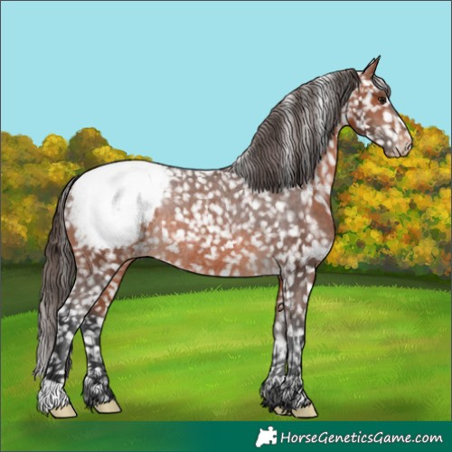 Horse Color:Bay Appaloosa Rabicano 